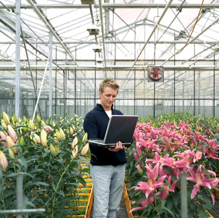 Man monitoring flowers in a greenhouse.